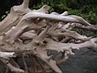 2001 08-05 - Sirena - Driftwood root detail 1 -  [025].jpg